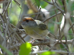 Cyclarhis gujanensis insularis