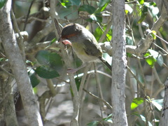 Cyclarhis gujanensis insularis