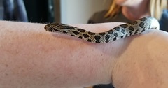 Pantherophis ramspotti