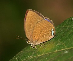 Arhopala moorei
