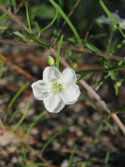 Stylisma pickeringii pattersonii
