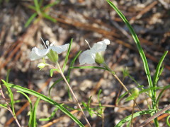 Stylisma pickeringii pattersonii