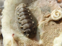 Acanthochitona pygmaea