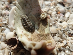 Acanthochitona pygmaea