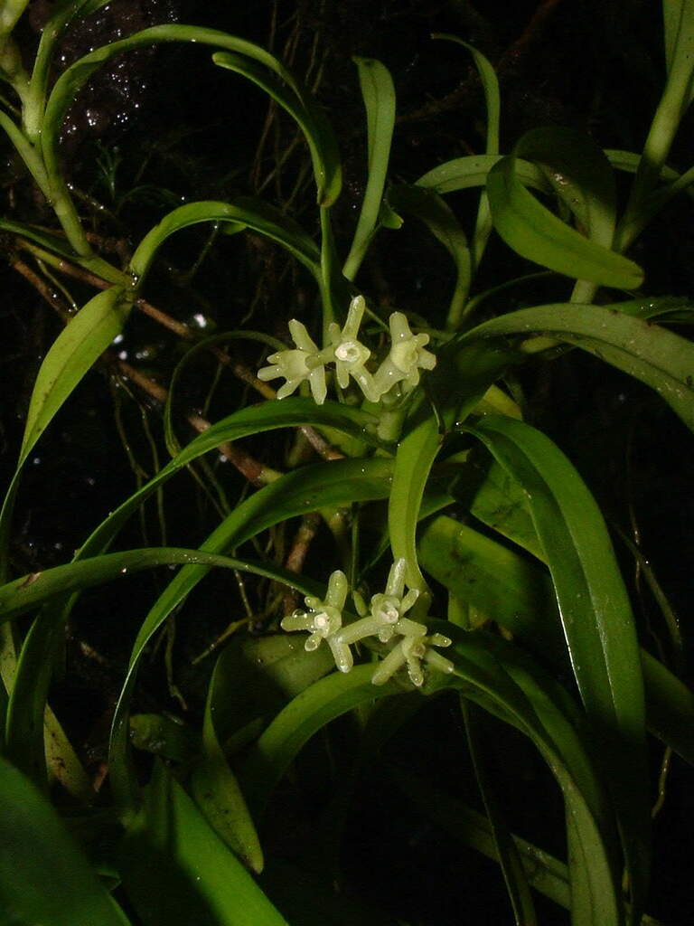 Epidendrum glumarum Hamer & Garay 3