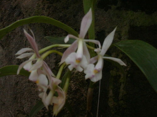 Epidendrum nicaraguense Scheeren ex Hágsater 2