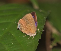 Arhopala sublustris