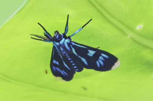 Uranophora quadristrigata