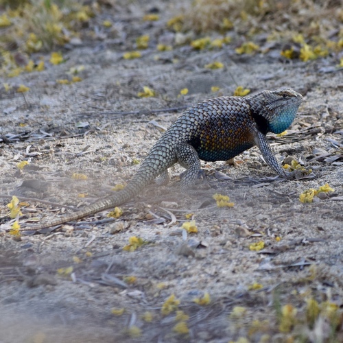 Desert Spiny Lizard