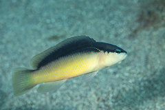 Bandit Dottyback photo 4