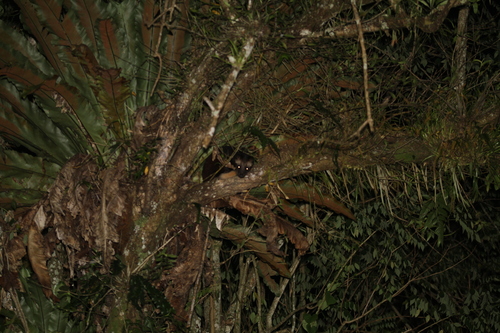 Paradoxurus hermaphroditus