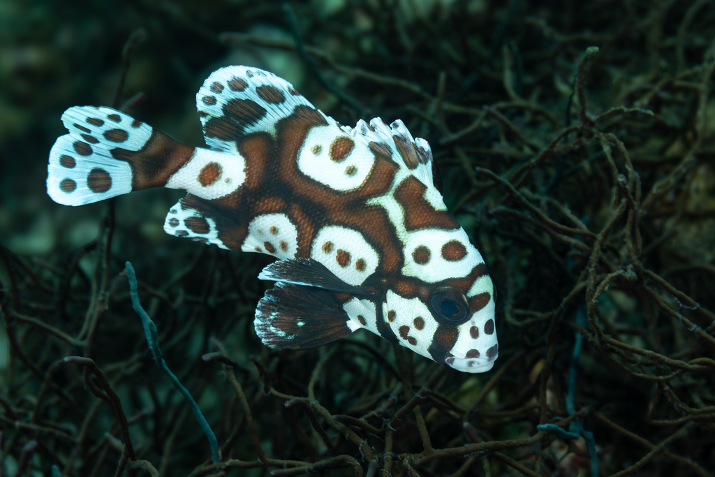 Brownkelly (Plectorhinchus chaetodonoides) — Haemulidae