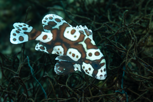 Sweetlips