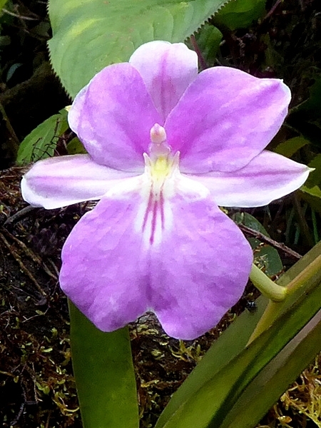 Miltoniopsis bismarkii