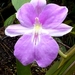 Miltoniopsis bismarkii - Photo (c) 
iNaturalist user: thibaudaronson, some rights reserved (CC BY-SA)
