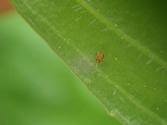 Sminthurinus henshawi