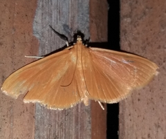 Phaedropsis