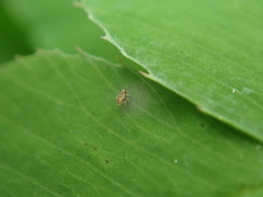 Sminthurinus henshawi