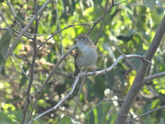 Vireo bairdi