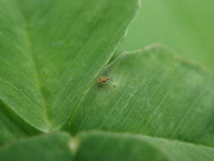 Sminthurinus henshawi