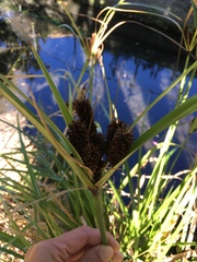 Cyperus ustulatus