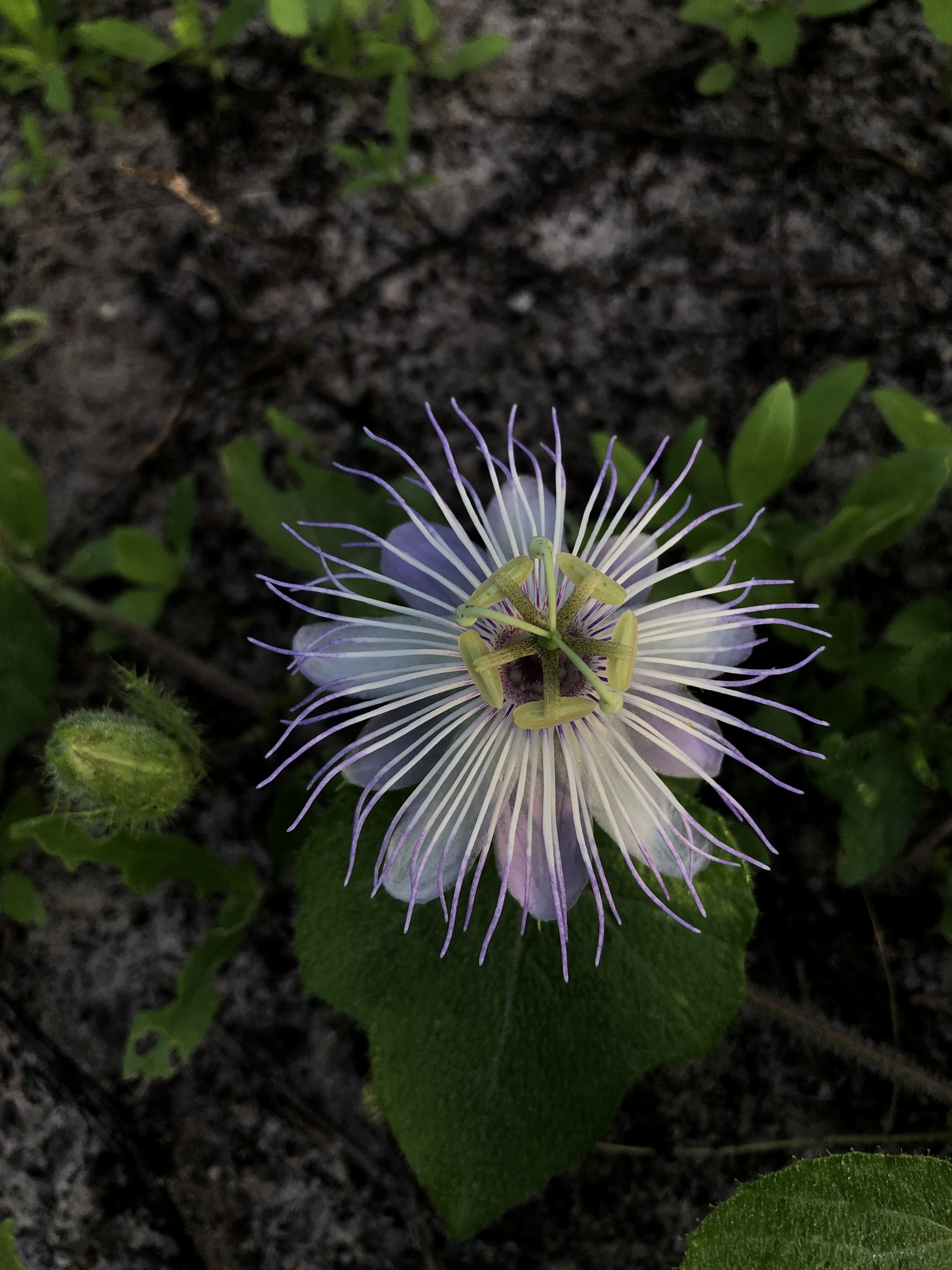 Passiflora foetida