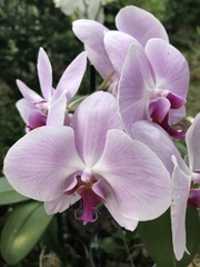 Phalaenopsis