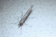 Pseudoschoenobius opalescalis