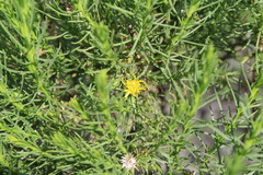 Ericameria pinifolia
