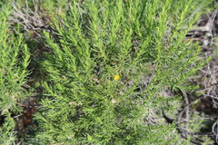 Ericameria pinifolia