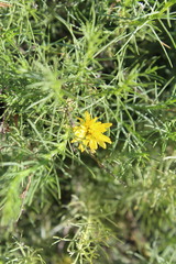Ericameria pinifolia