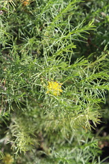 Ericameria pinifolia