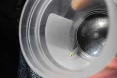 Chrysopidae