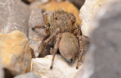 Habronattus borealis