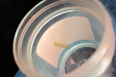 Chrysopidae