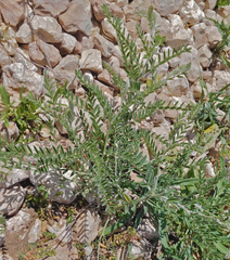 Sophora nuttalliana
