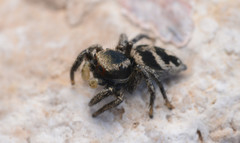 Habronattus borealis