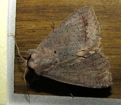 Pantydia capistrata