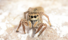 Habronattus borealis