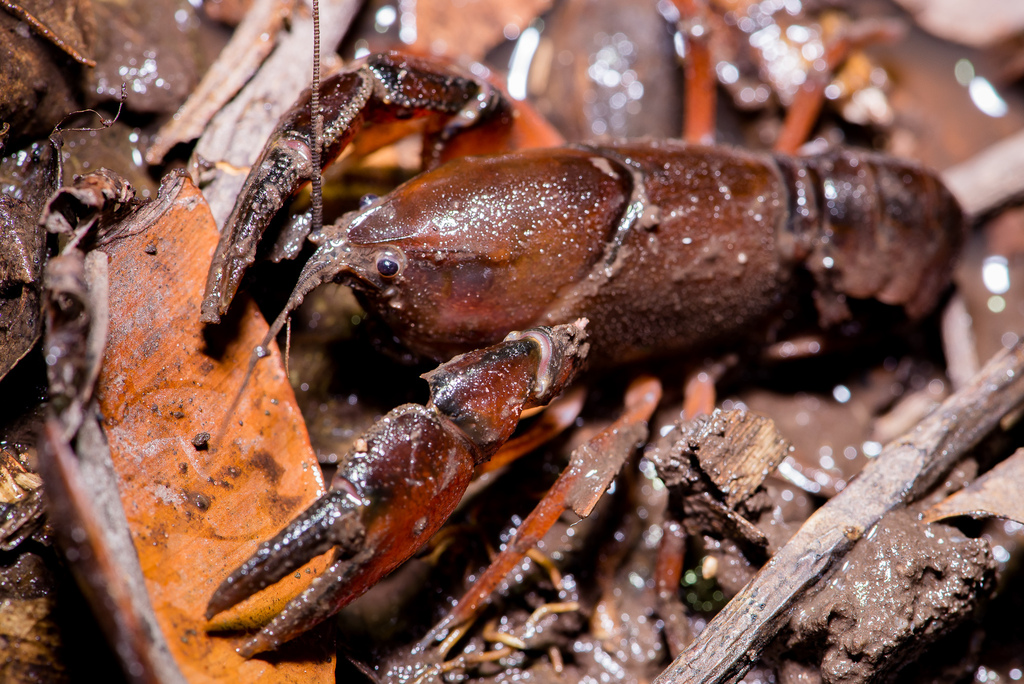 Parastacus tuerkayi