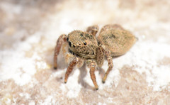 Habronattus borealis