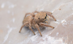 Habronattus borealis