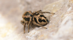 Habronattus borealis