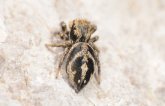 Habronattus borealis