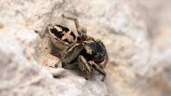Habronattus borealis
