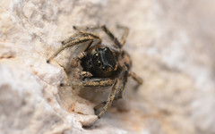 Habronattus borealis