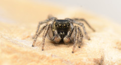 Habronattus borealis