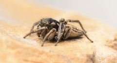 Habronattus borealis