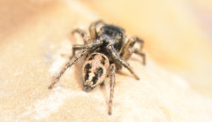 Habronattus borealis