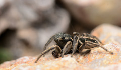Habronattus borealis